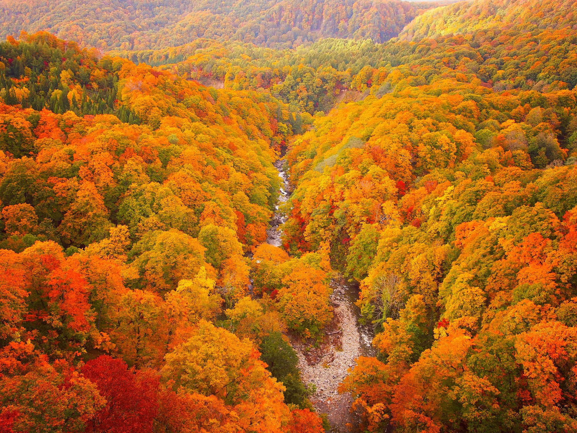 Autumnal Leaves of Beech and Maple, Aerial View of National Park in Northern Japan