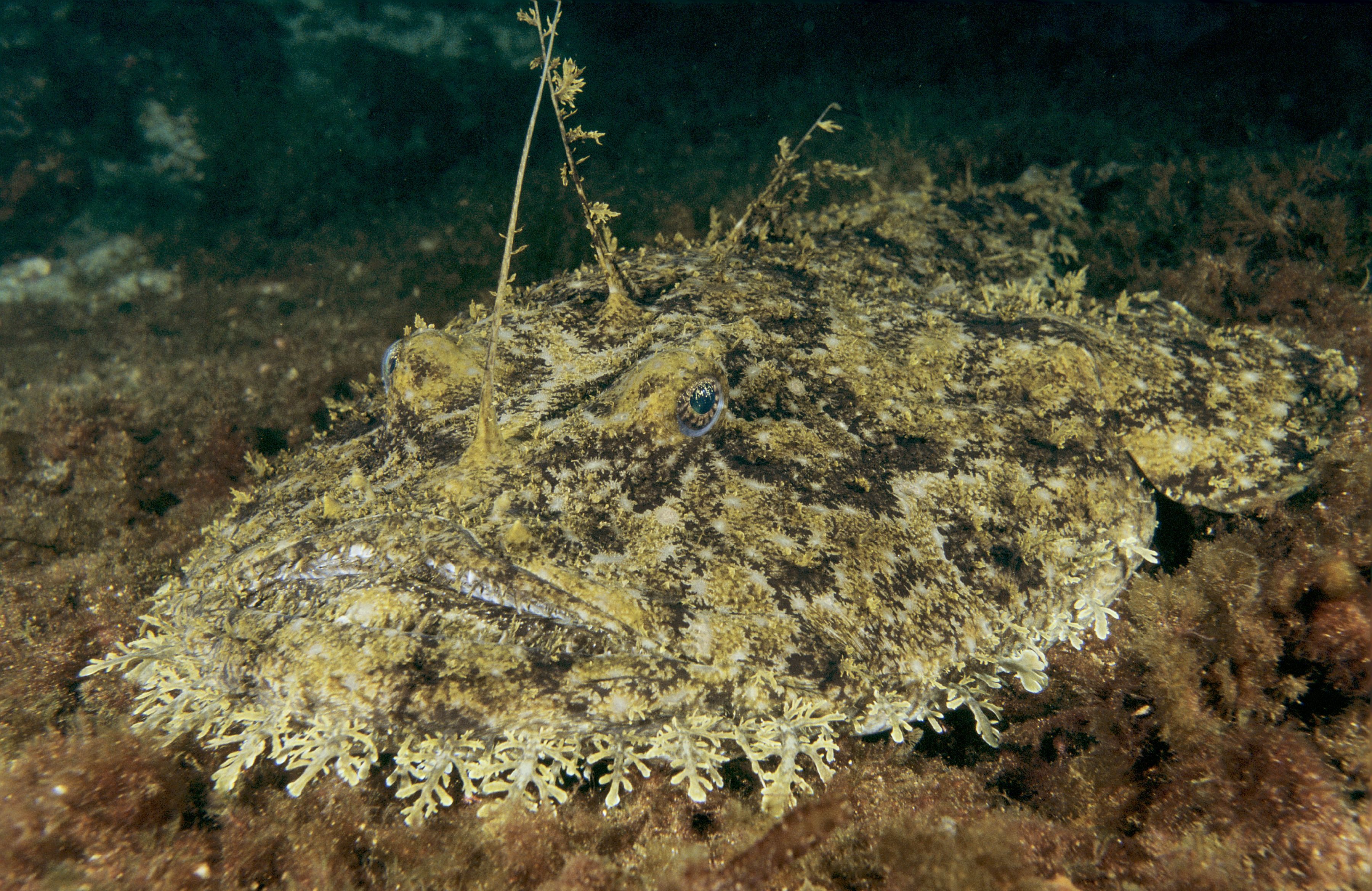 RESERVE NATURELLE DE SCANDOLA, CORSE