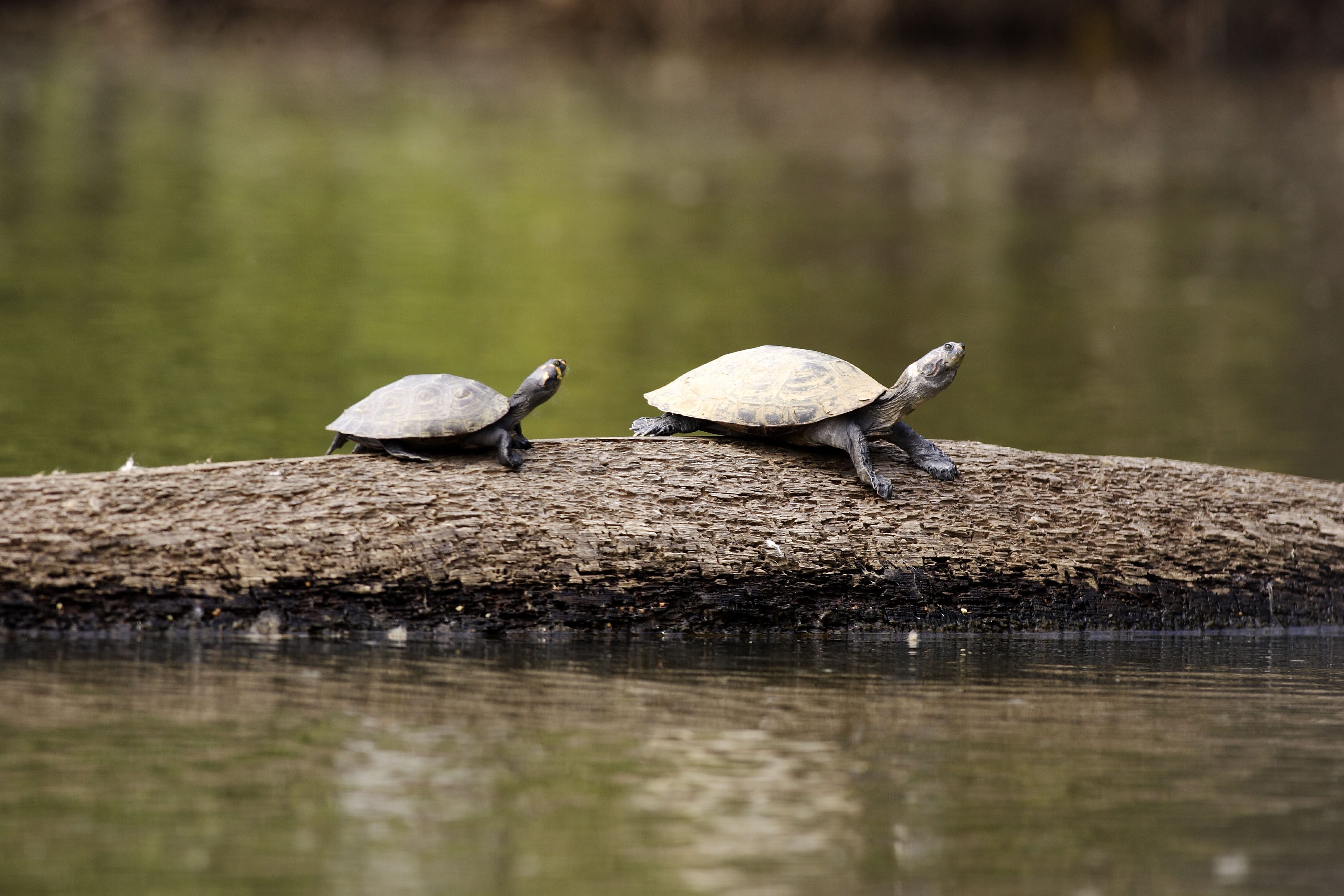 YELLOW SPOTTED RIVER TURTLE, PODOCNEMIS UNIFILIS, AMAZON, PERU