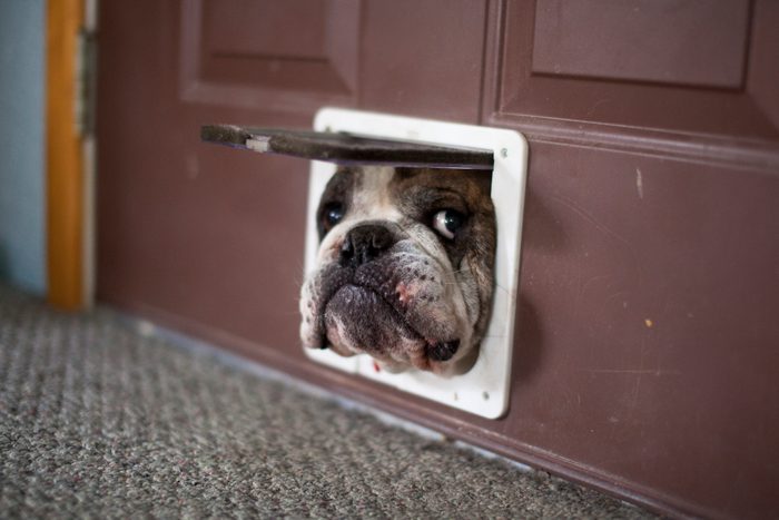 Bulldog trying to get through a cat door