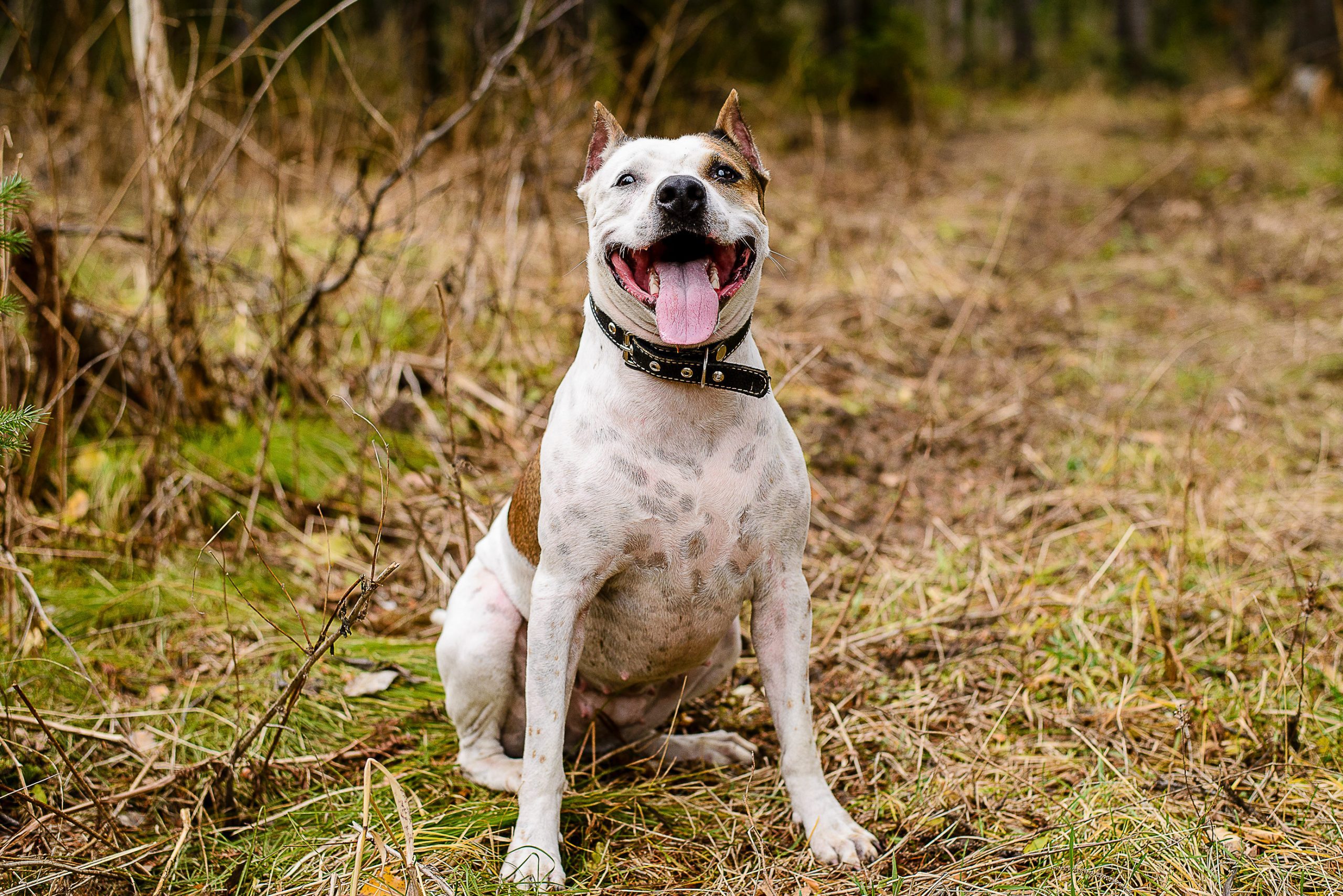 Close-Up Of Dog Sticking Out Tongue While Sitting On Grassy Field