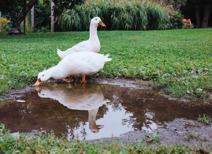 Ducks on grassy field