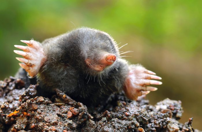 Mole Talpa europaea
