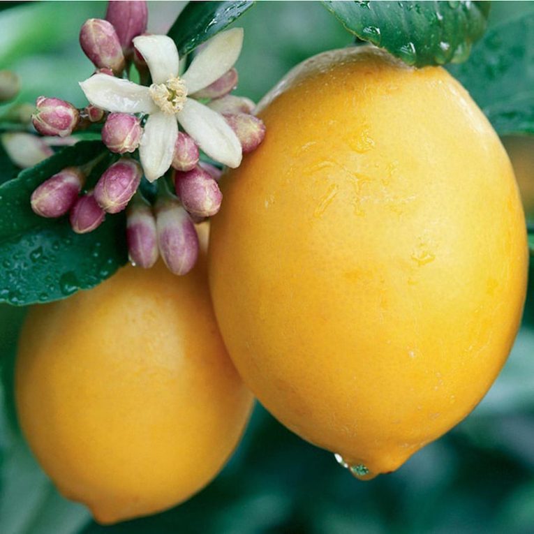 Citrus Fruit Tree with Pot
