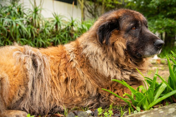 Estrela mountain Dog sitting in the garden