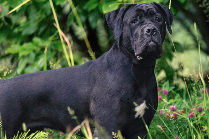 Cane corso dog standing outdoors