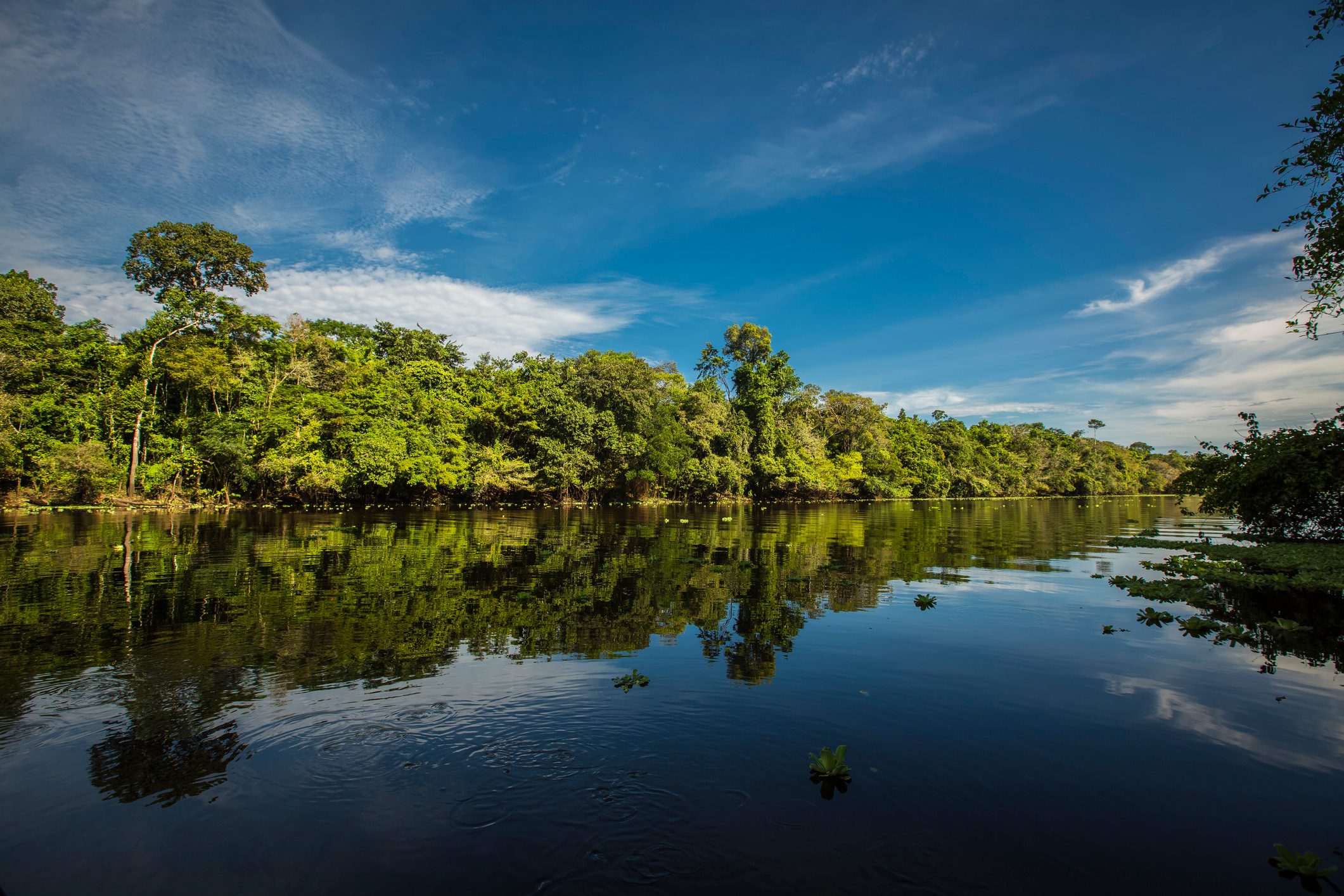 Peruvian Rainforest - Madre de Dios - Peru