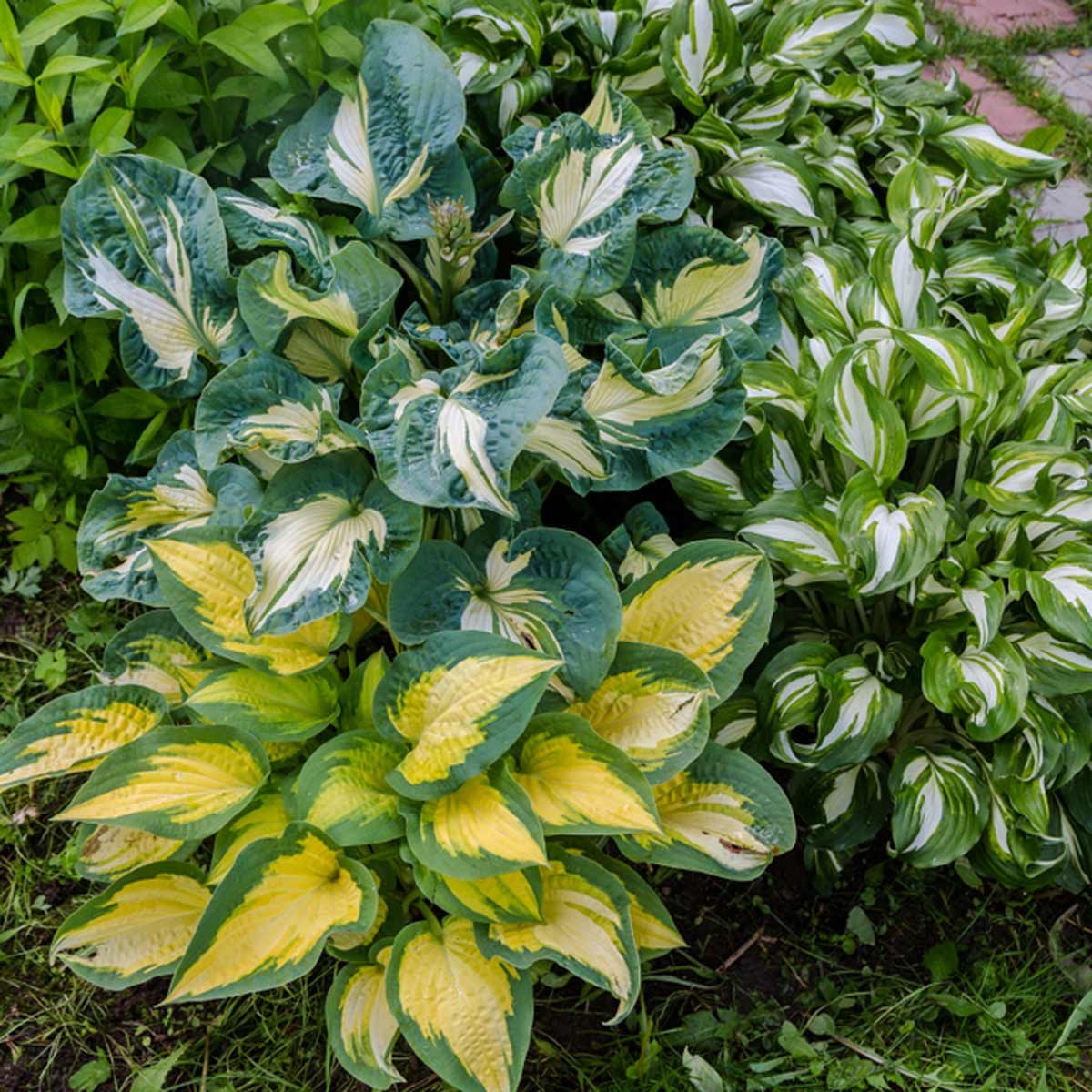 11 Most Common Mistakes People Make with Hostas