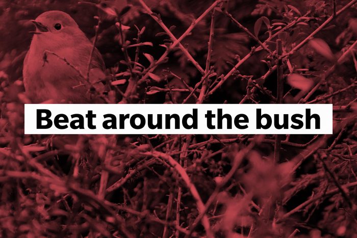 Beat around the bush