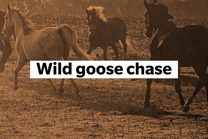 Wild goose chase