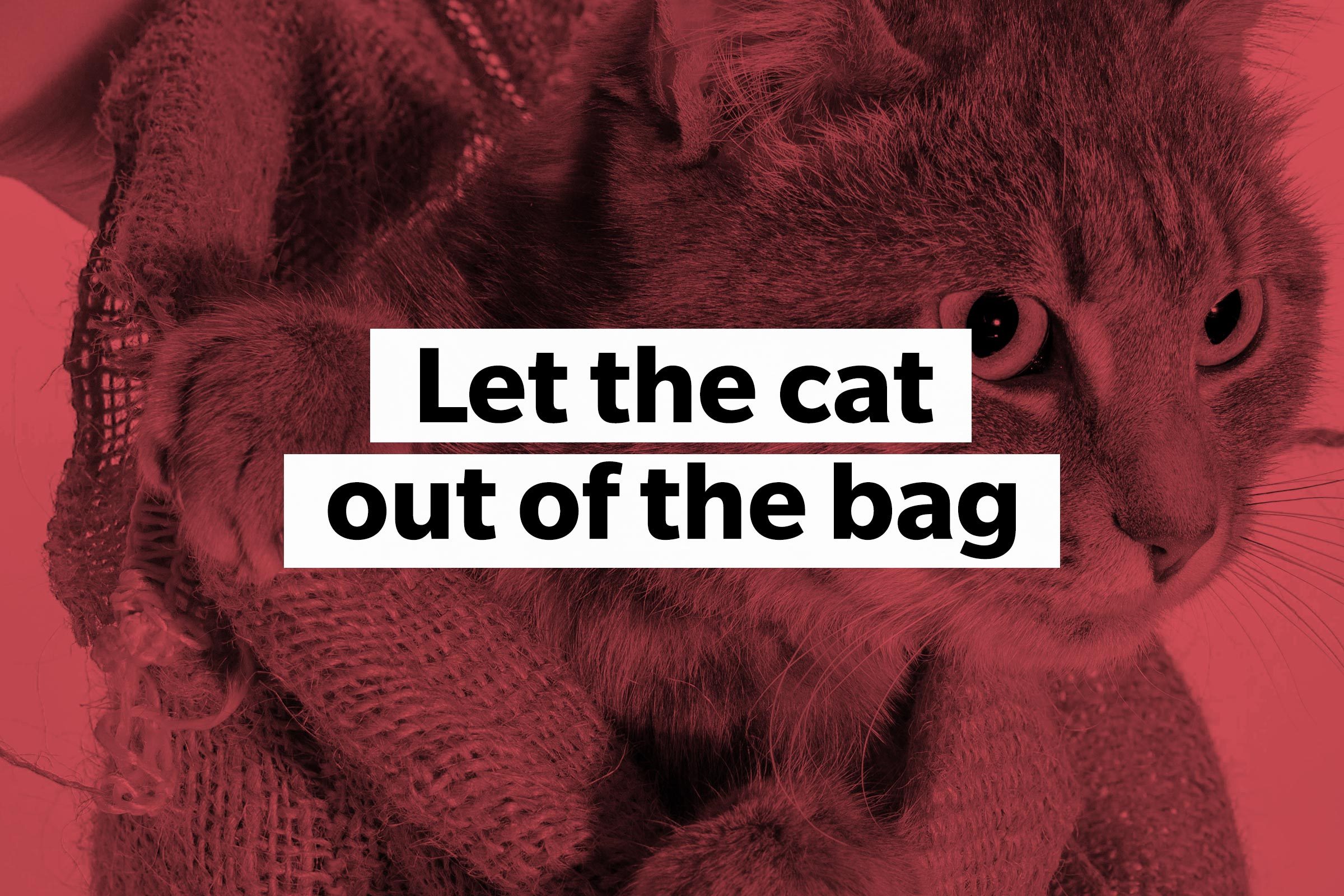 Let the cat out of the bag