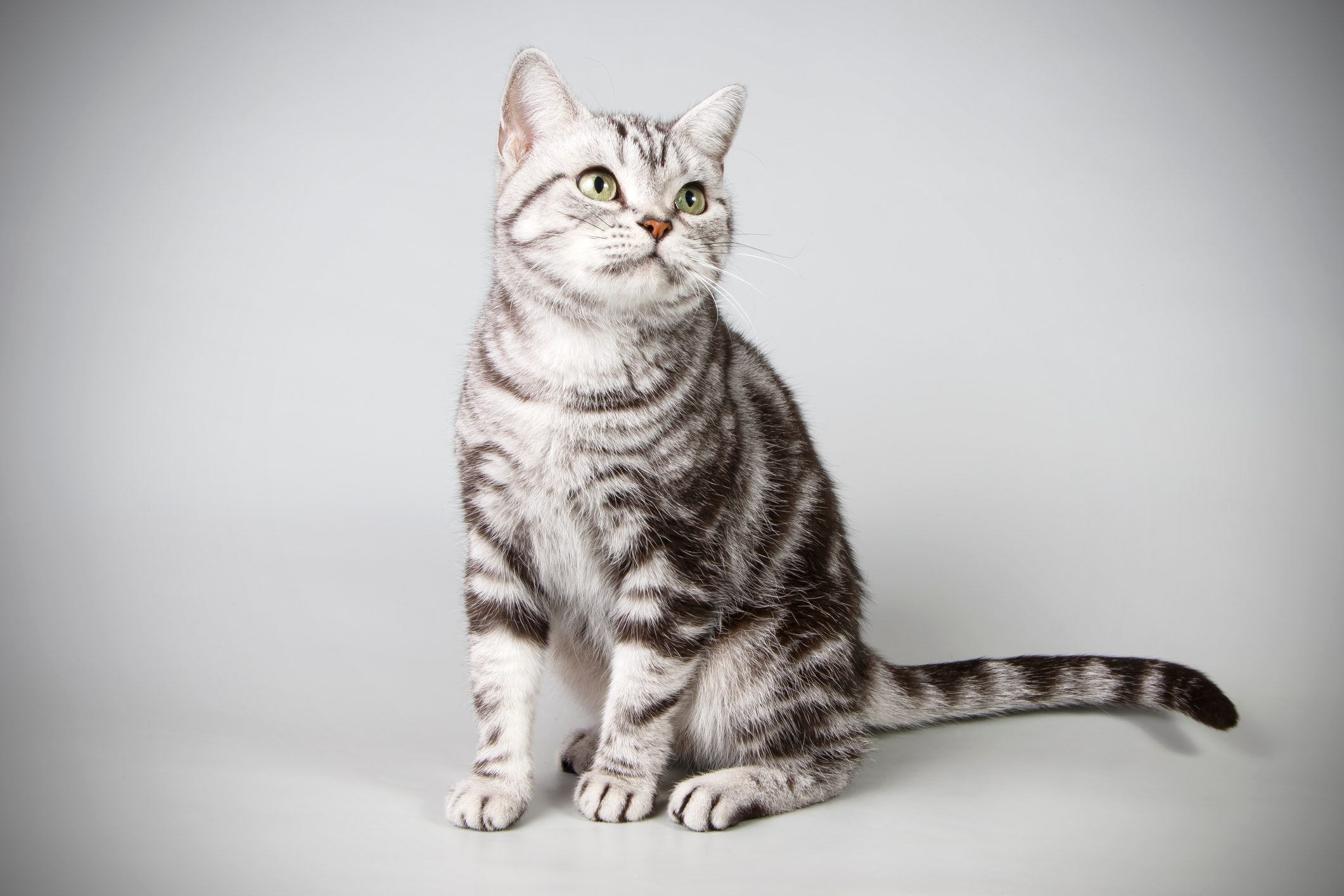 American shorthair cat on colored backgrounds