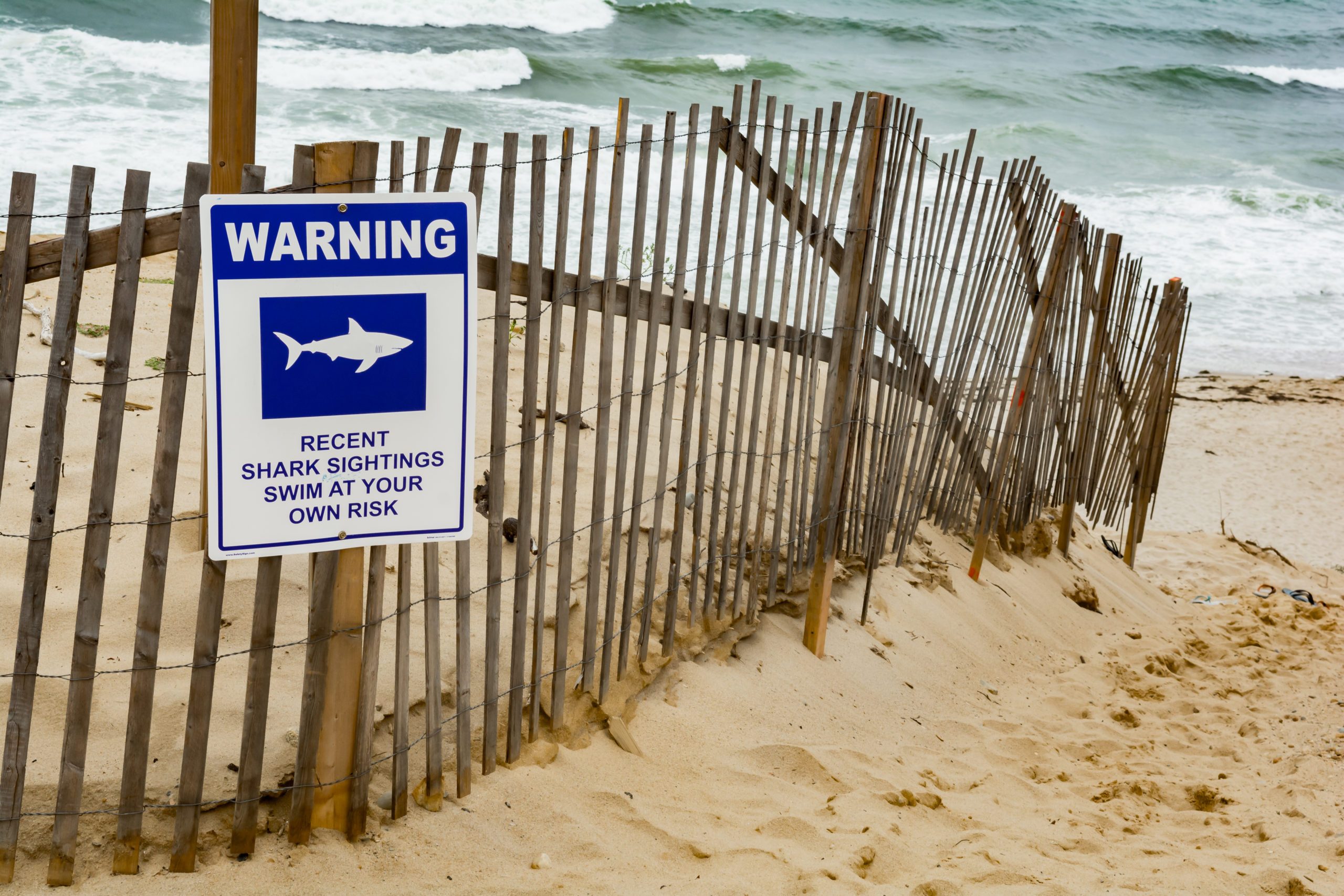 Great White Shark Warning Sign