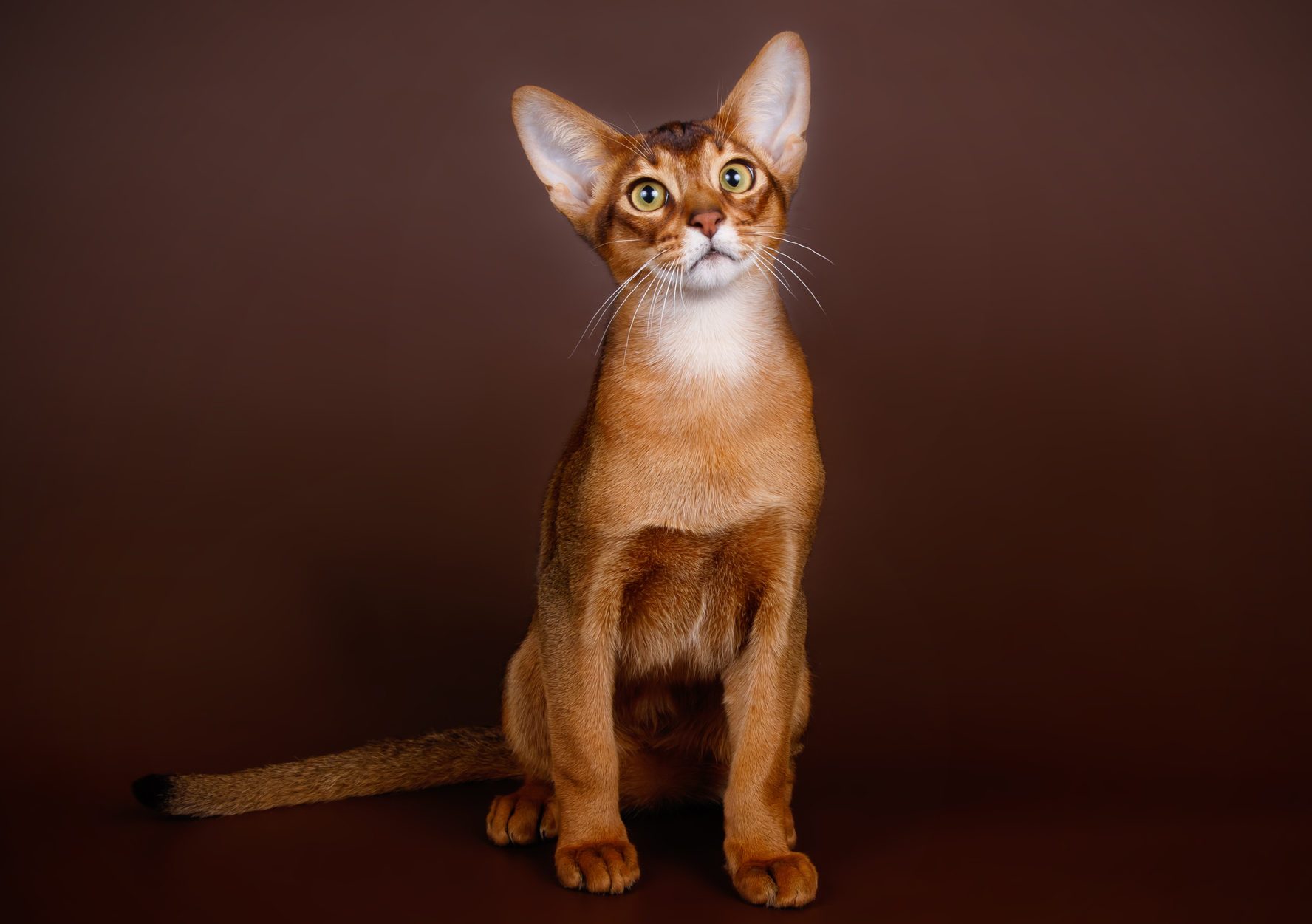 Abyssinian cat on colored backgrounds