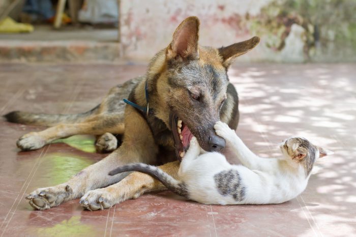 Big dog and kitten playing with each other