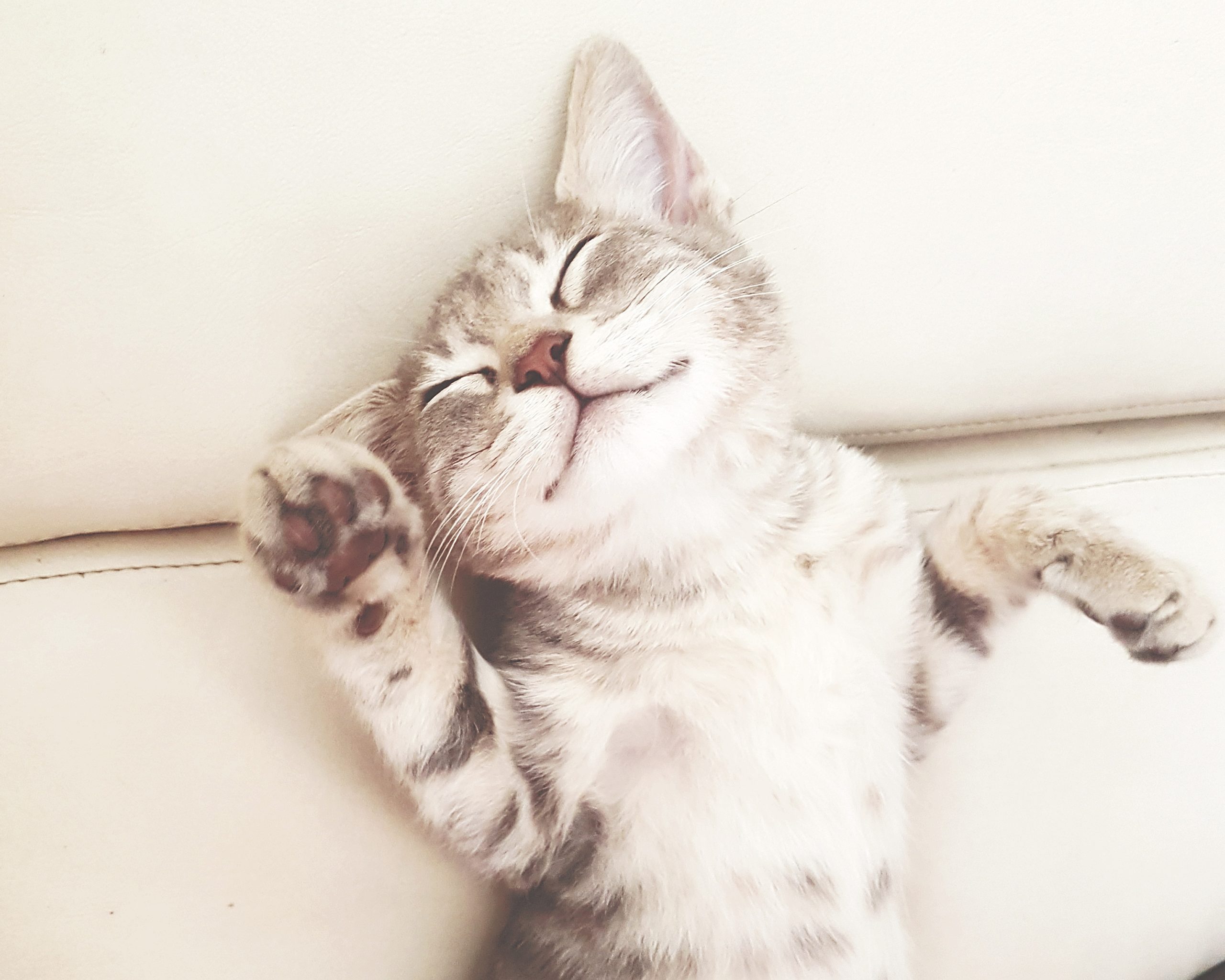 Close-Up Of Cat Lying On Floor