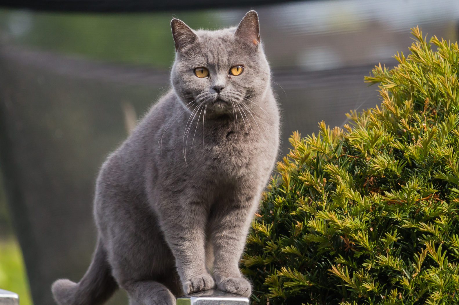 Pretty british shorthair cat standing on a post of the garden fence.