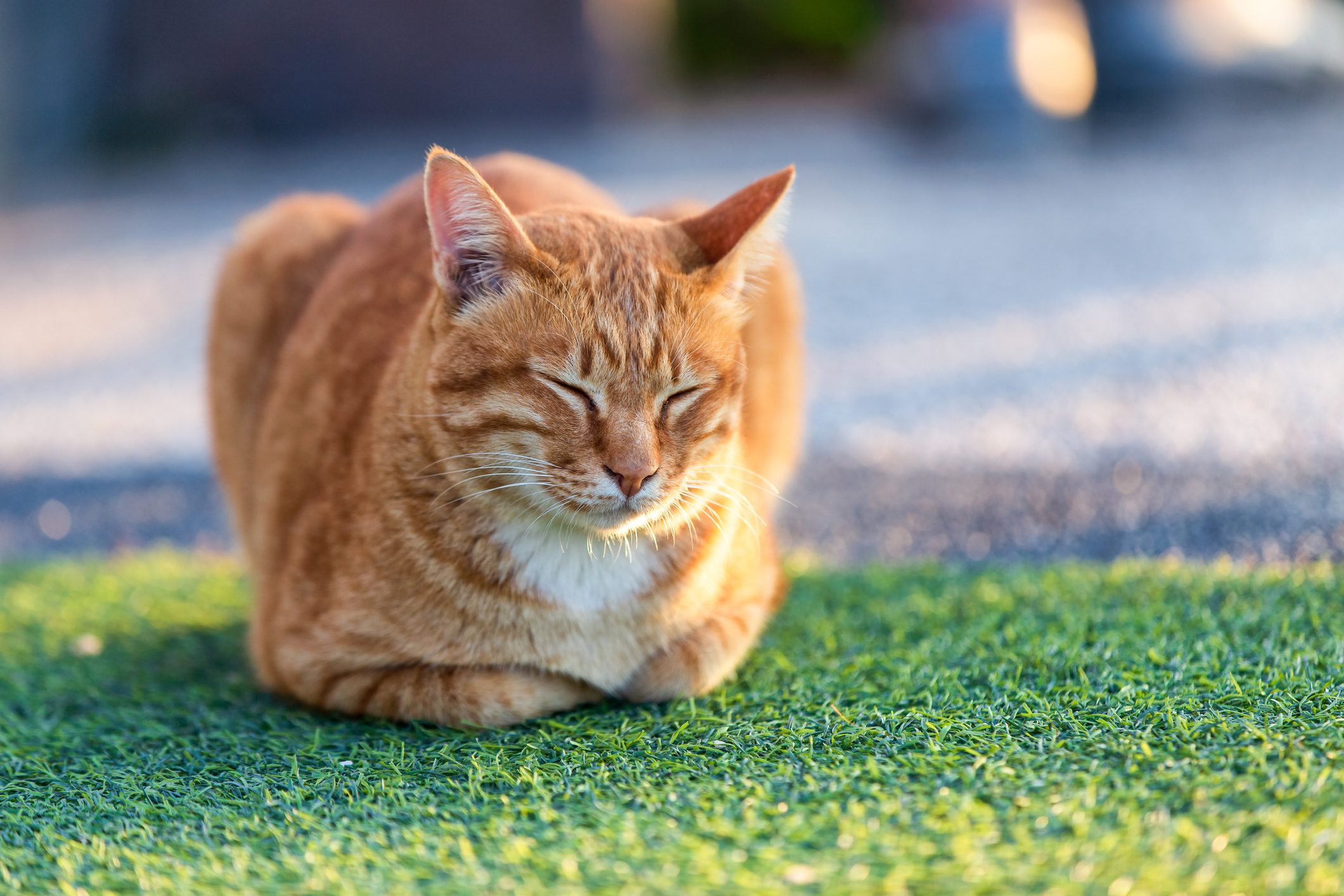 Thai cat sleeping on the floor in the morning at home