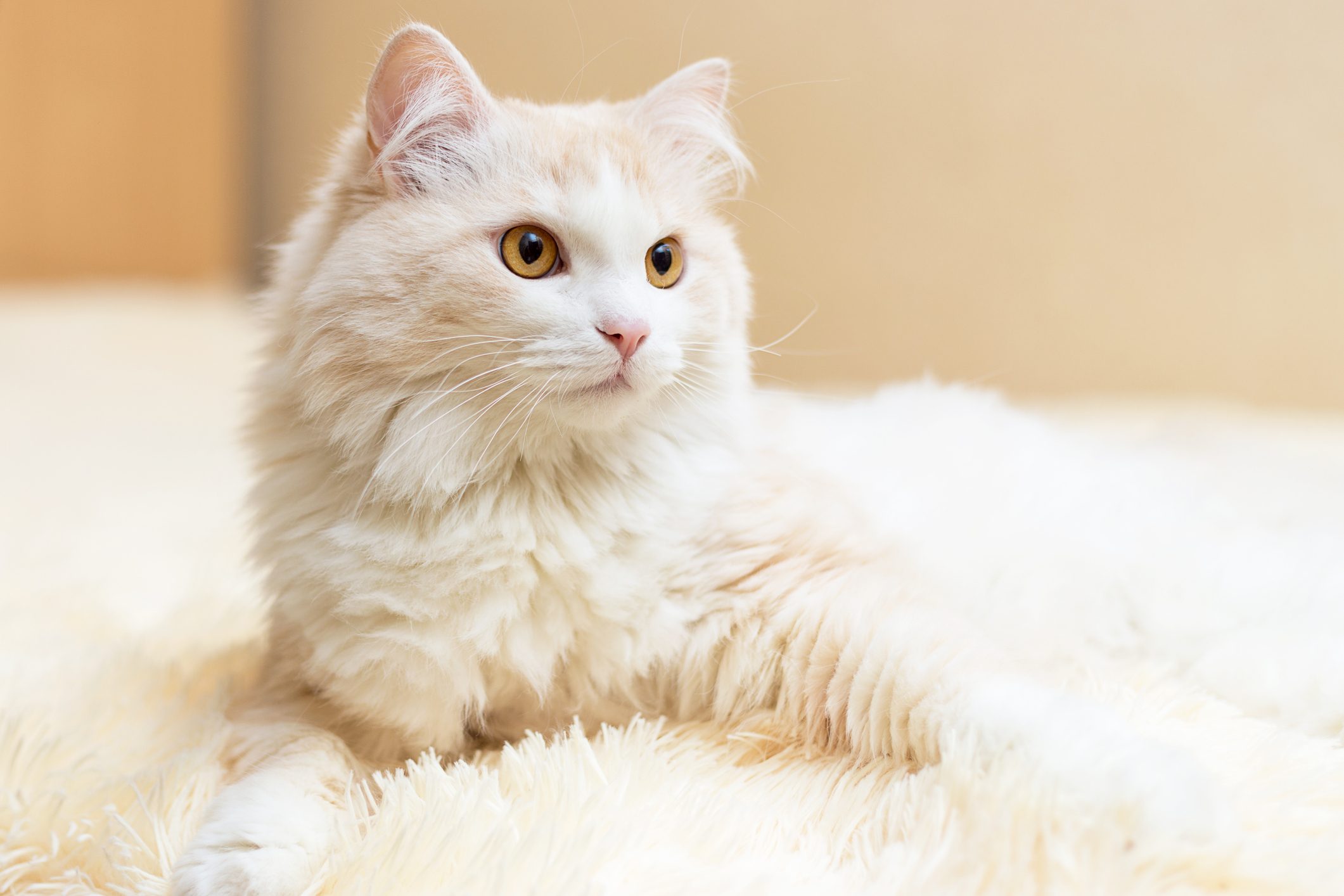 portrait of a white turkish angora cat