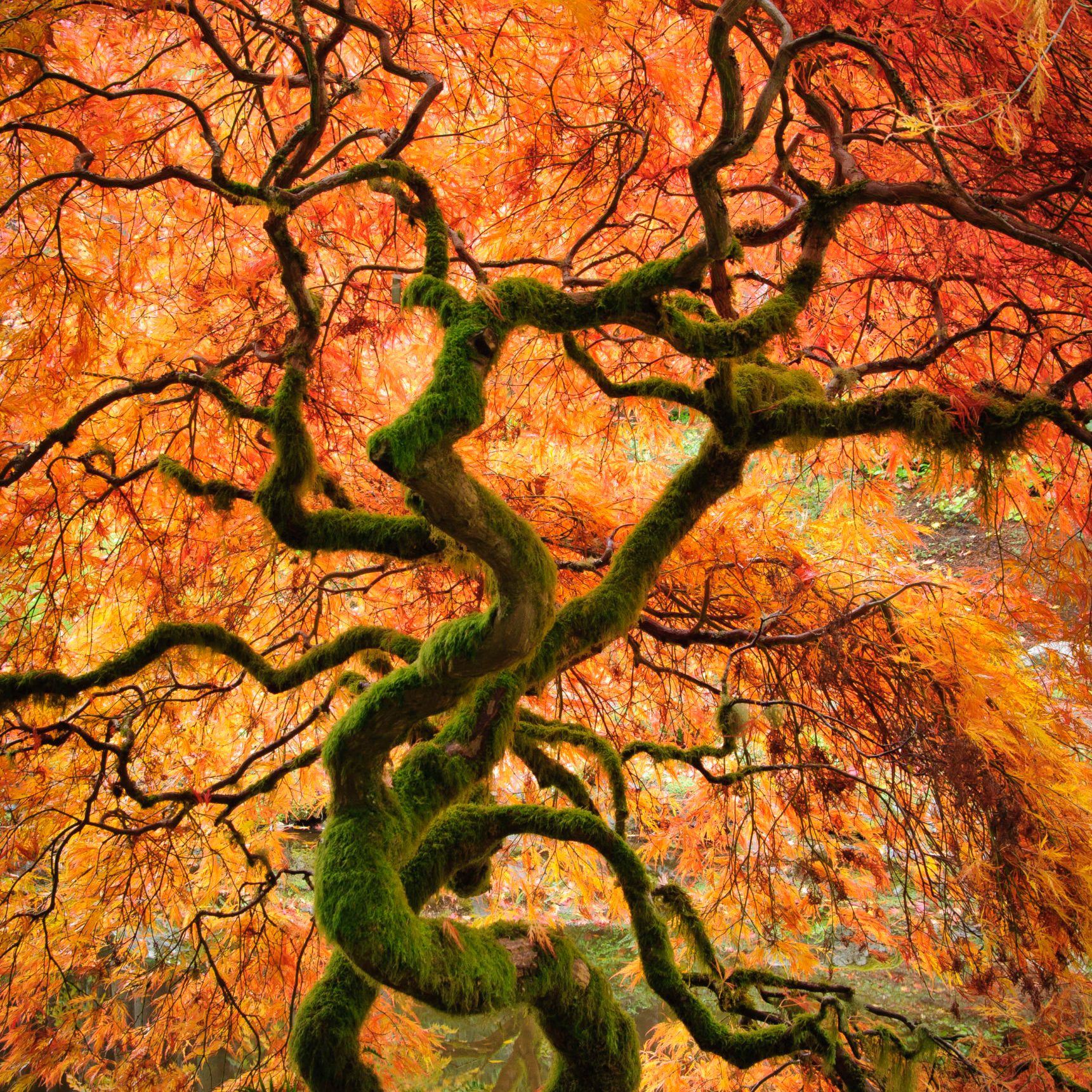 Laceleaf maple tree with fall color in the Japanese Garden at Bloedel Reserve