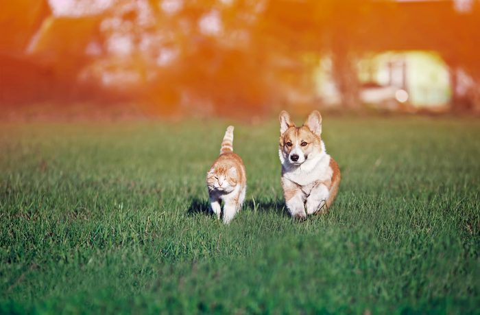 red friends cat and puppy khulet on green grass at Sunny summer meadow on a warm day