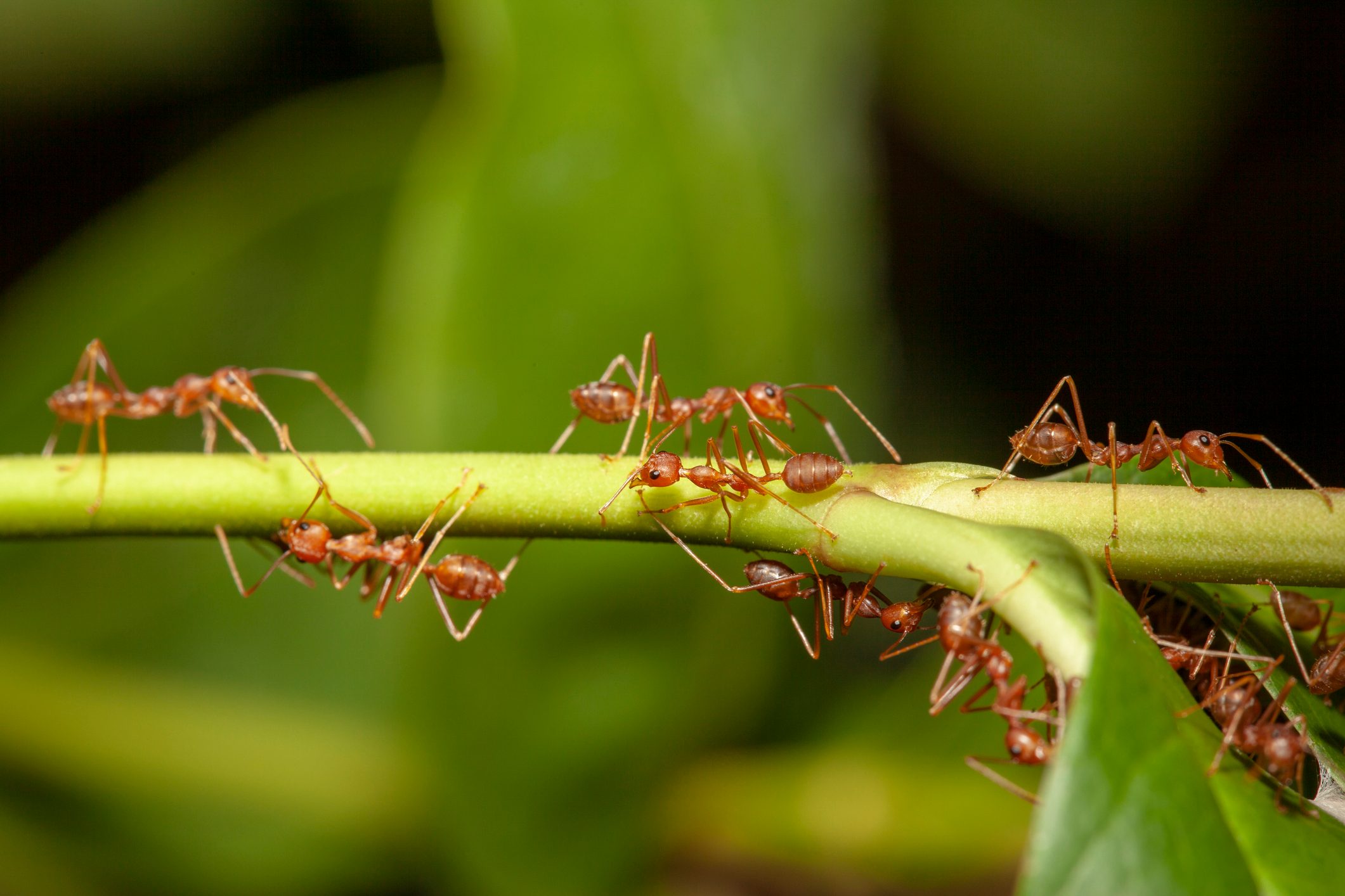 Close up red ant on stick tree in nature at thailand