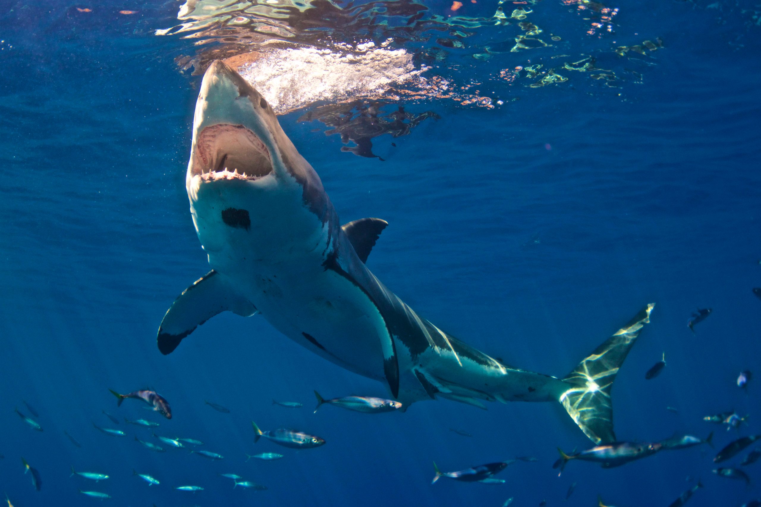 Great White Shark with huge mouth open, Guadalupe, Mexico