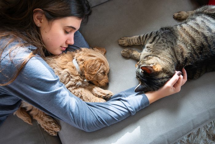 Cat Checks out Miniature Golden Doodle Puppy Asleep with his Owner