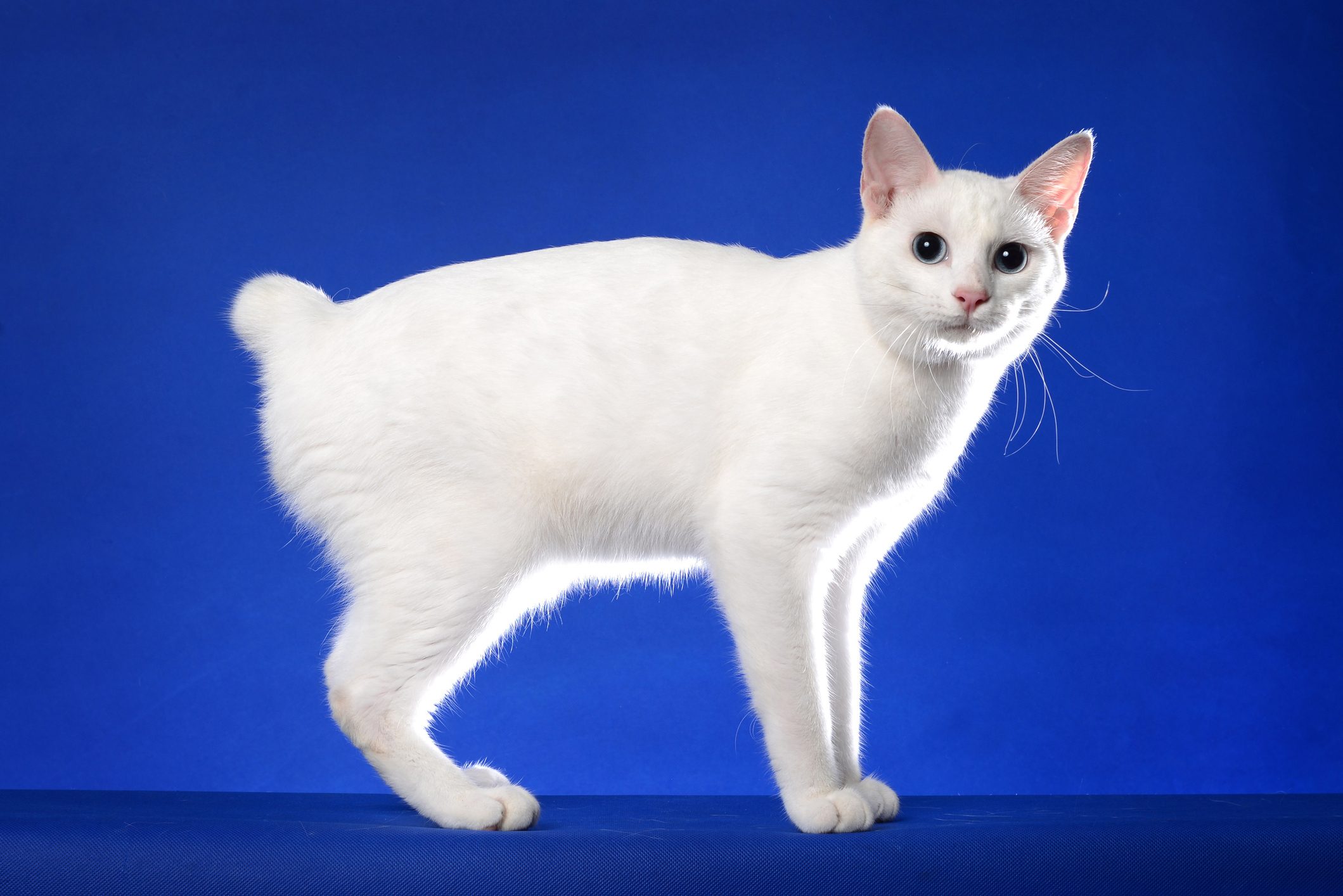 Japanese Bobtail