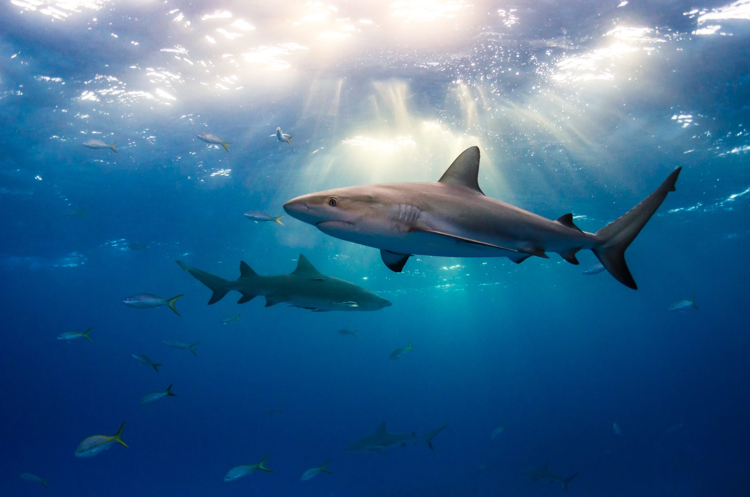 Caribbean reef sharks and sun rays