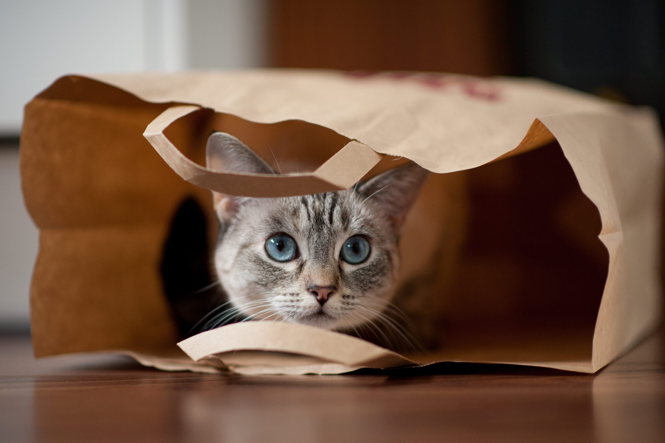 Where Does the Phrase “Let the Cat Out of the Bag” Come From?