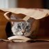 Where Does the Phrase â€œLet the Cat Out of the Bagâ€  Come From?