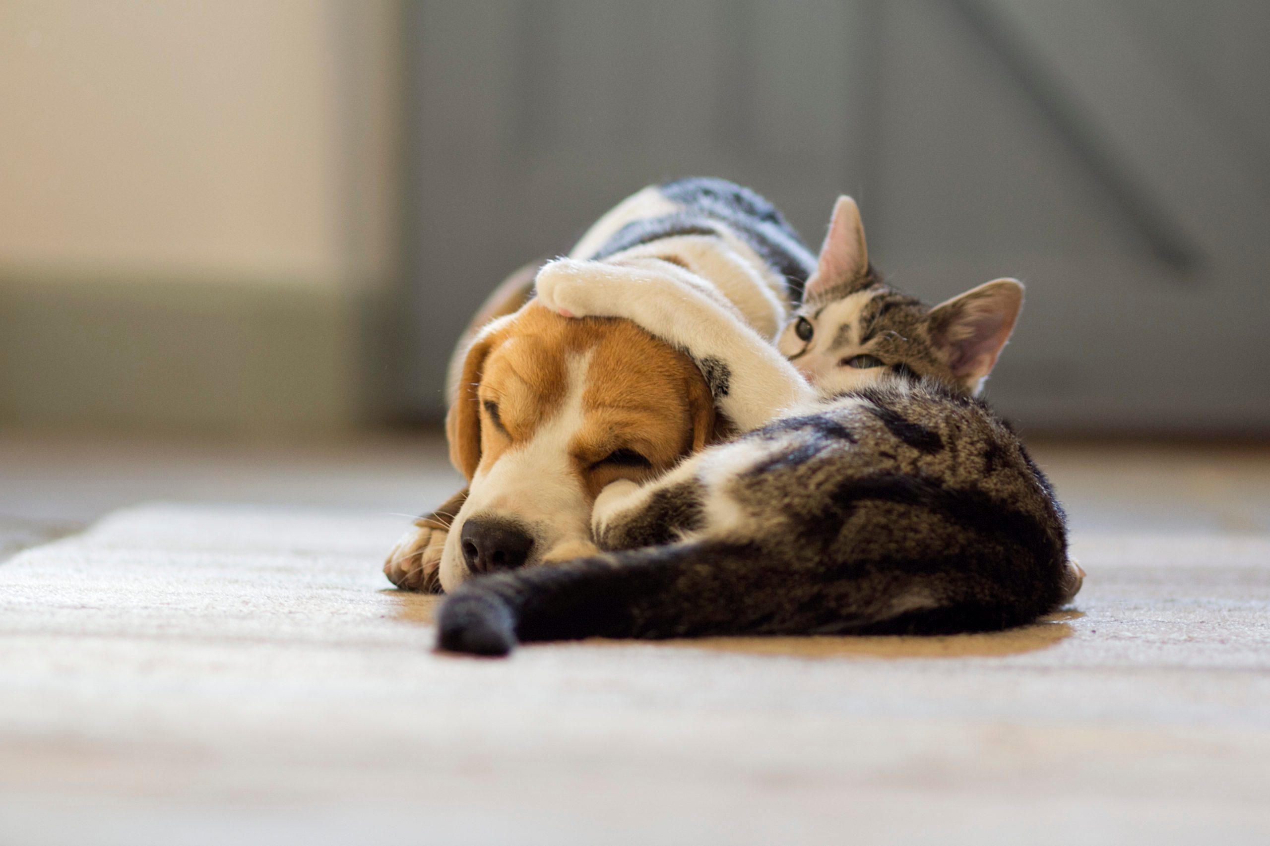 Beagle dog and moggie cat having a cuddle