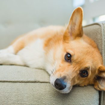 corgi laying on the couch