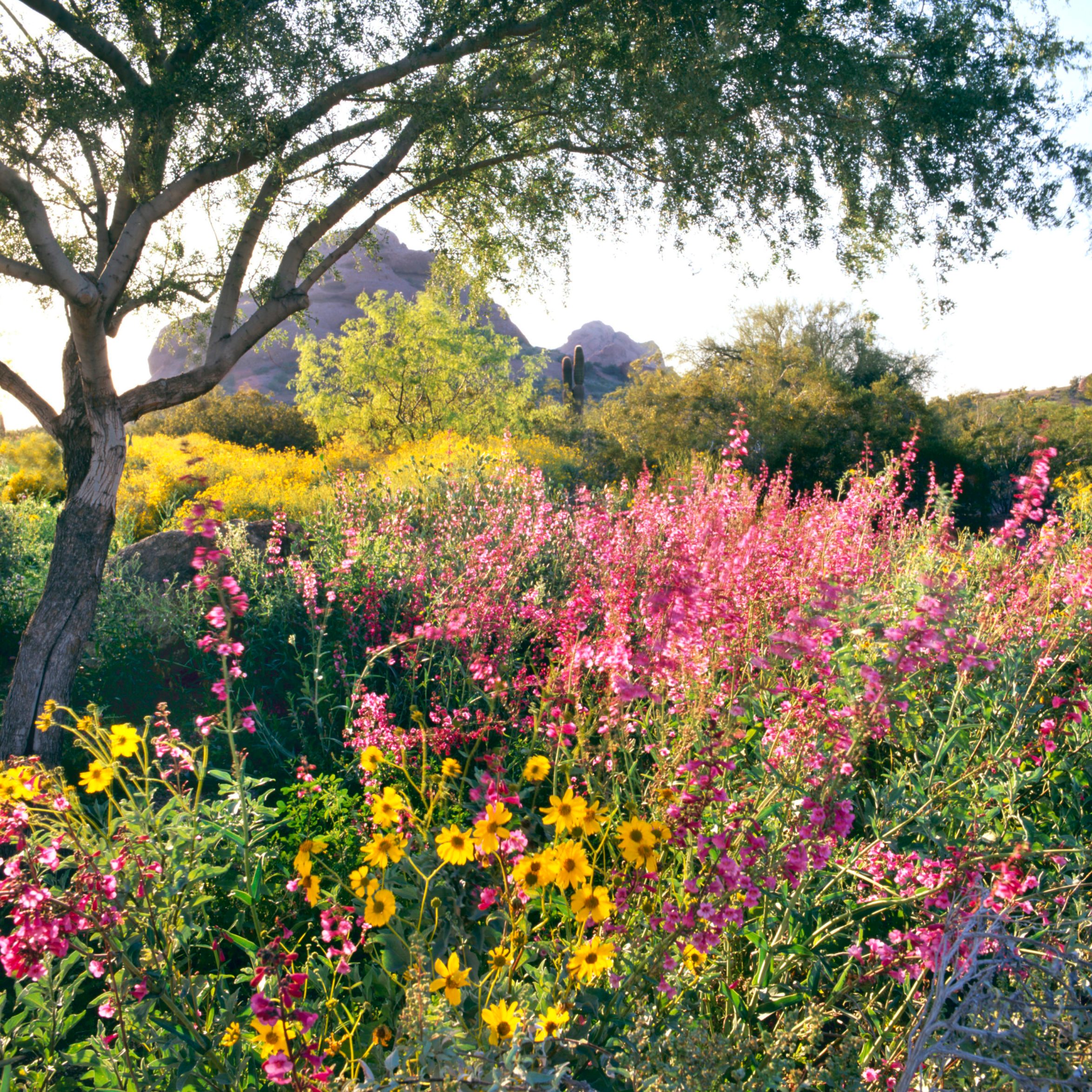 Phoenix Botanical Gardens