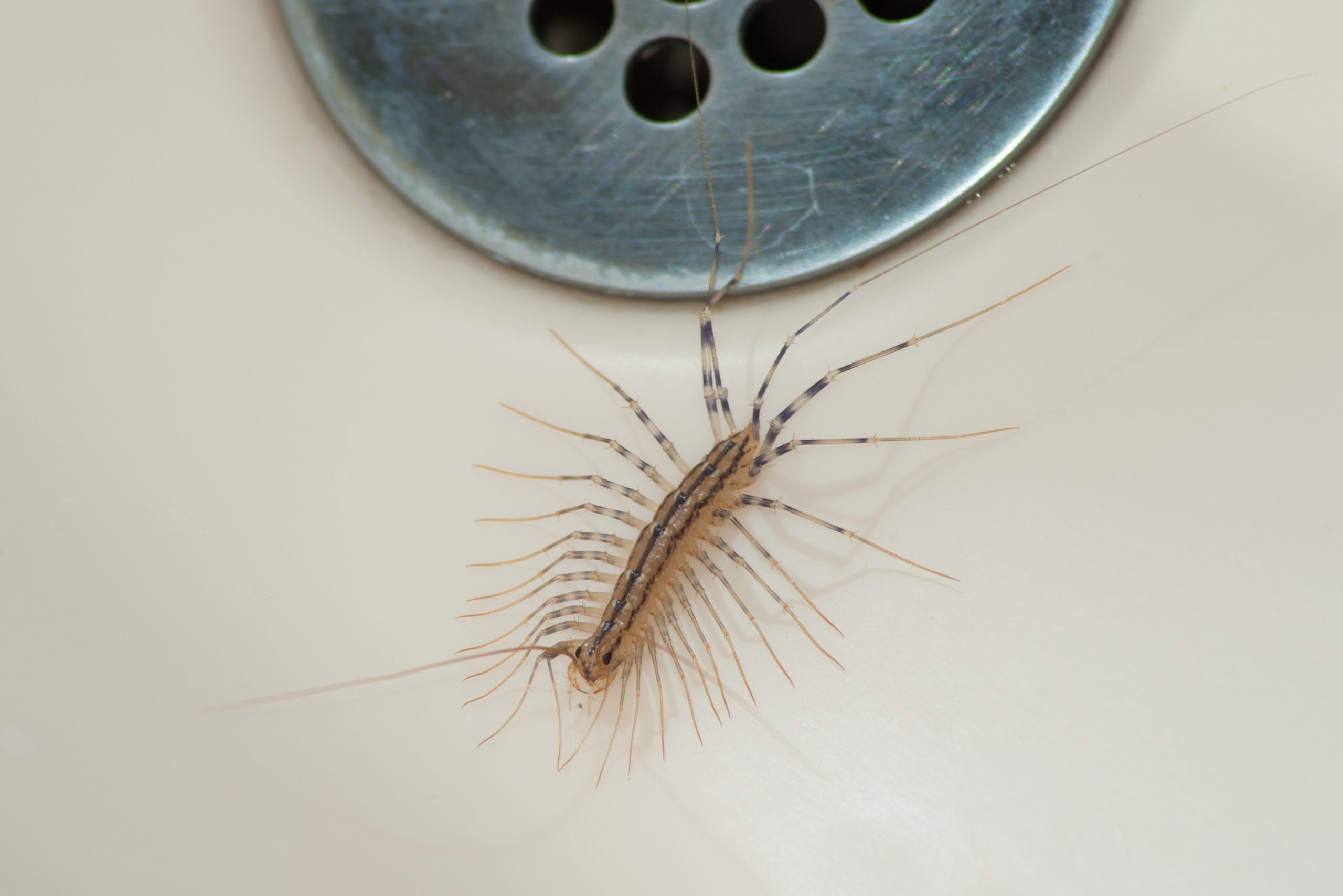 Here’s Why You Should Never Kill a House Centipede