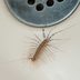 Hereâ€™s Why You Should Never Kill a House Centipede