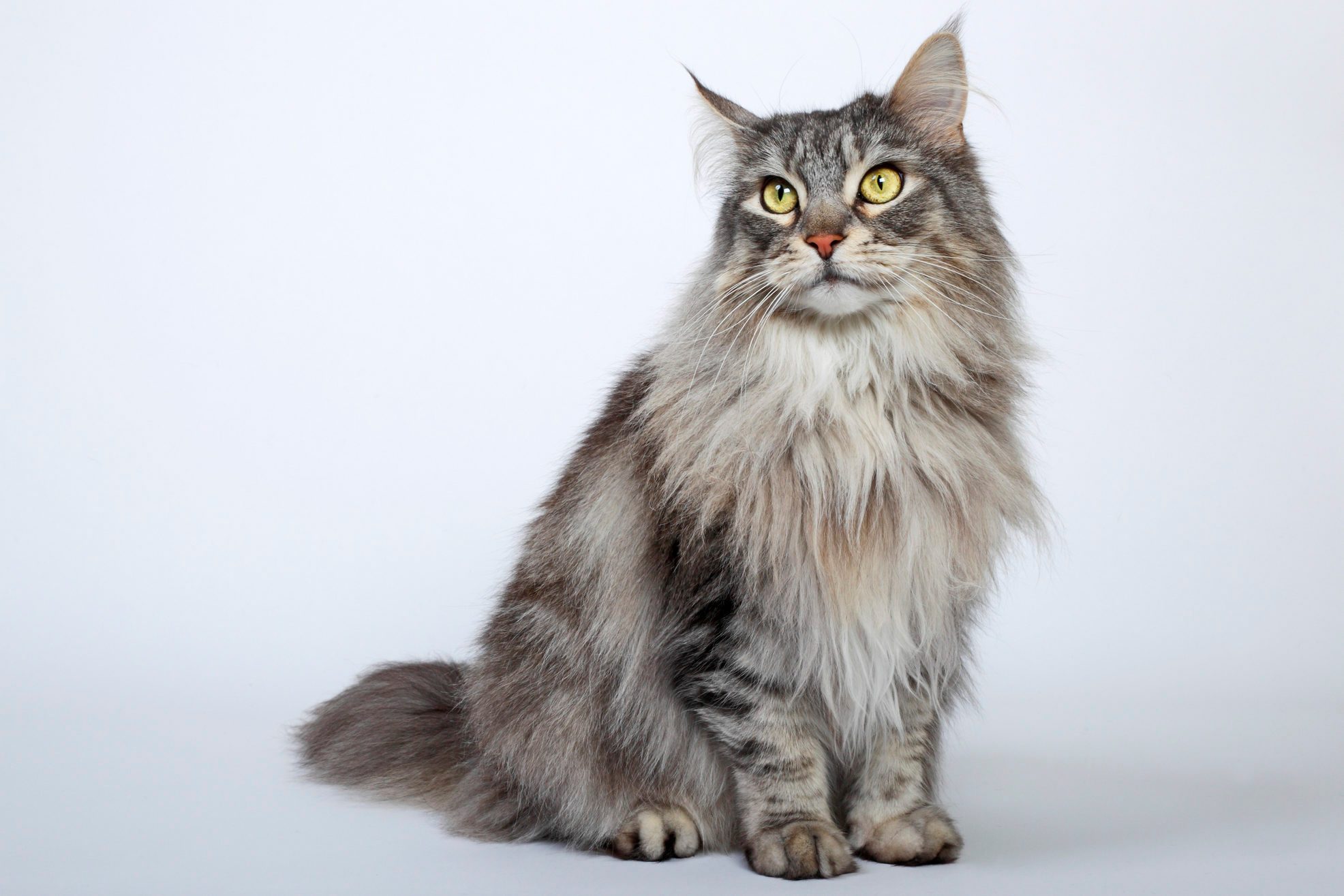 Maine Coon cat, Germany