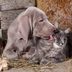 30 Sweet Photos That Prove Cats and Dogs Can Be Best Friends