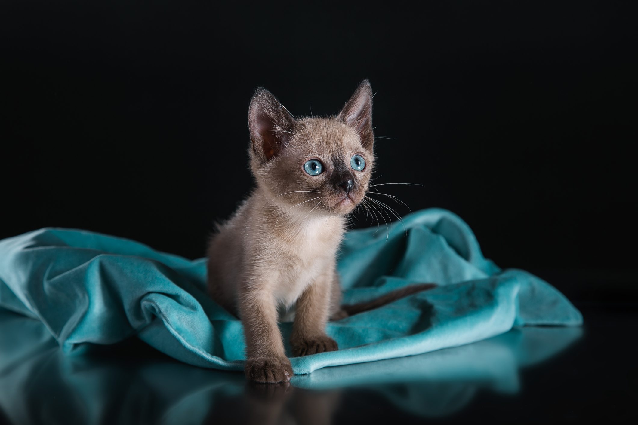 Tonkinese kittens