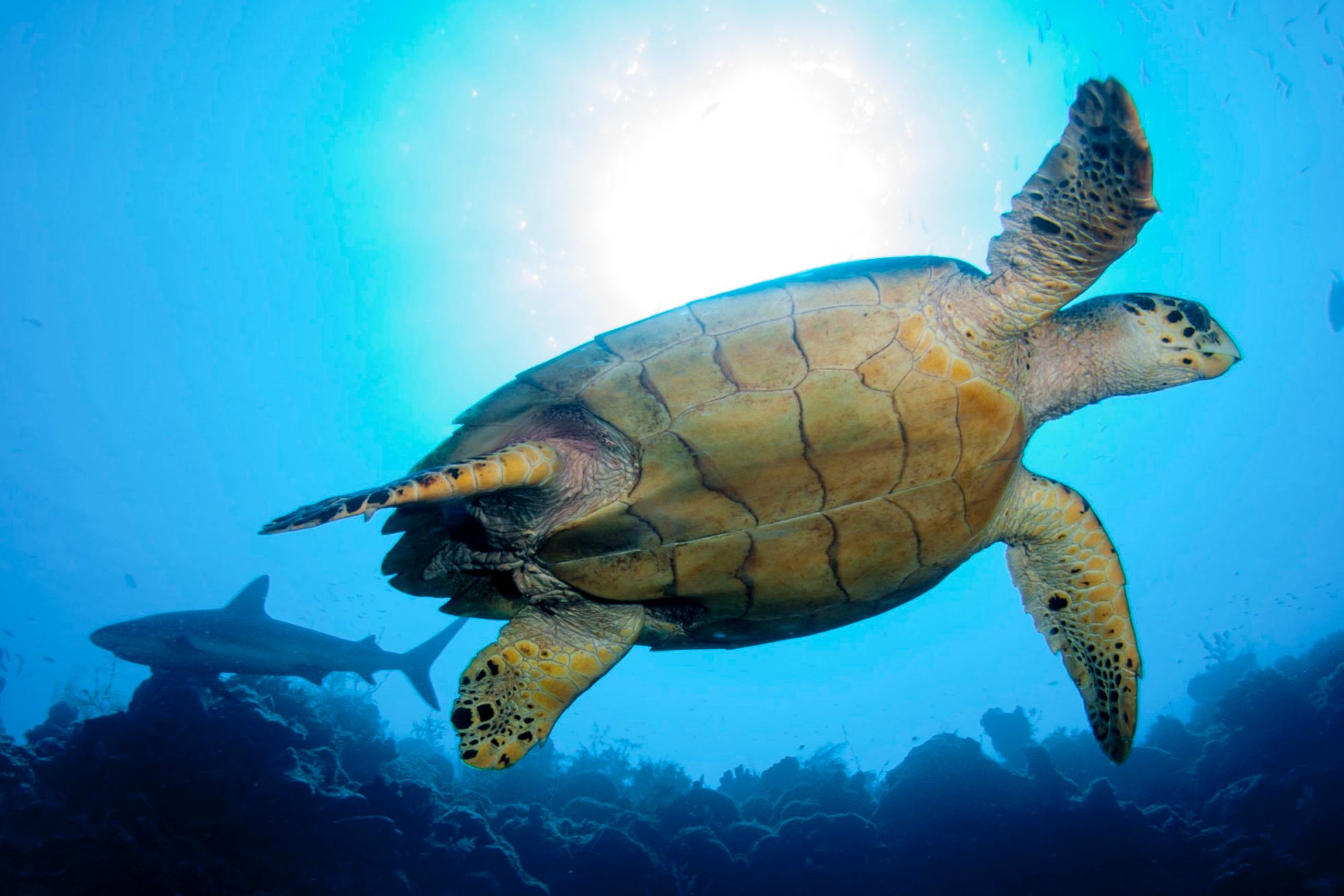 Green sea turtle and reef shark