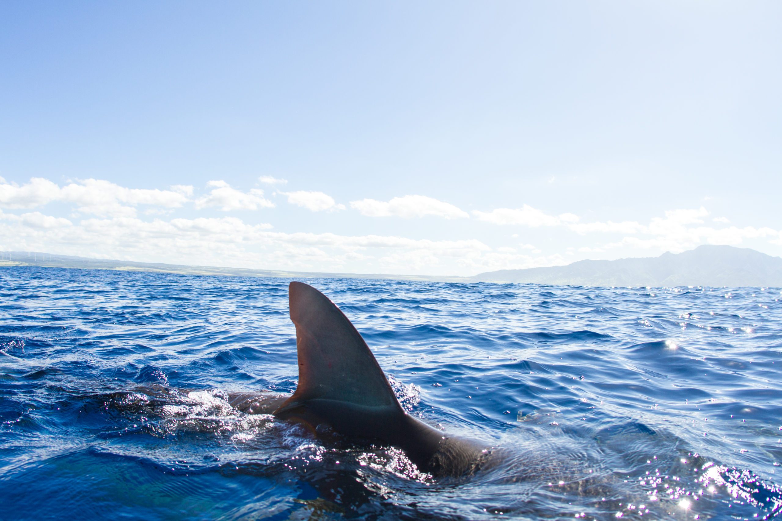 Sharks swimming, fin out of water, Hawaii