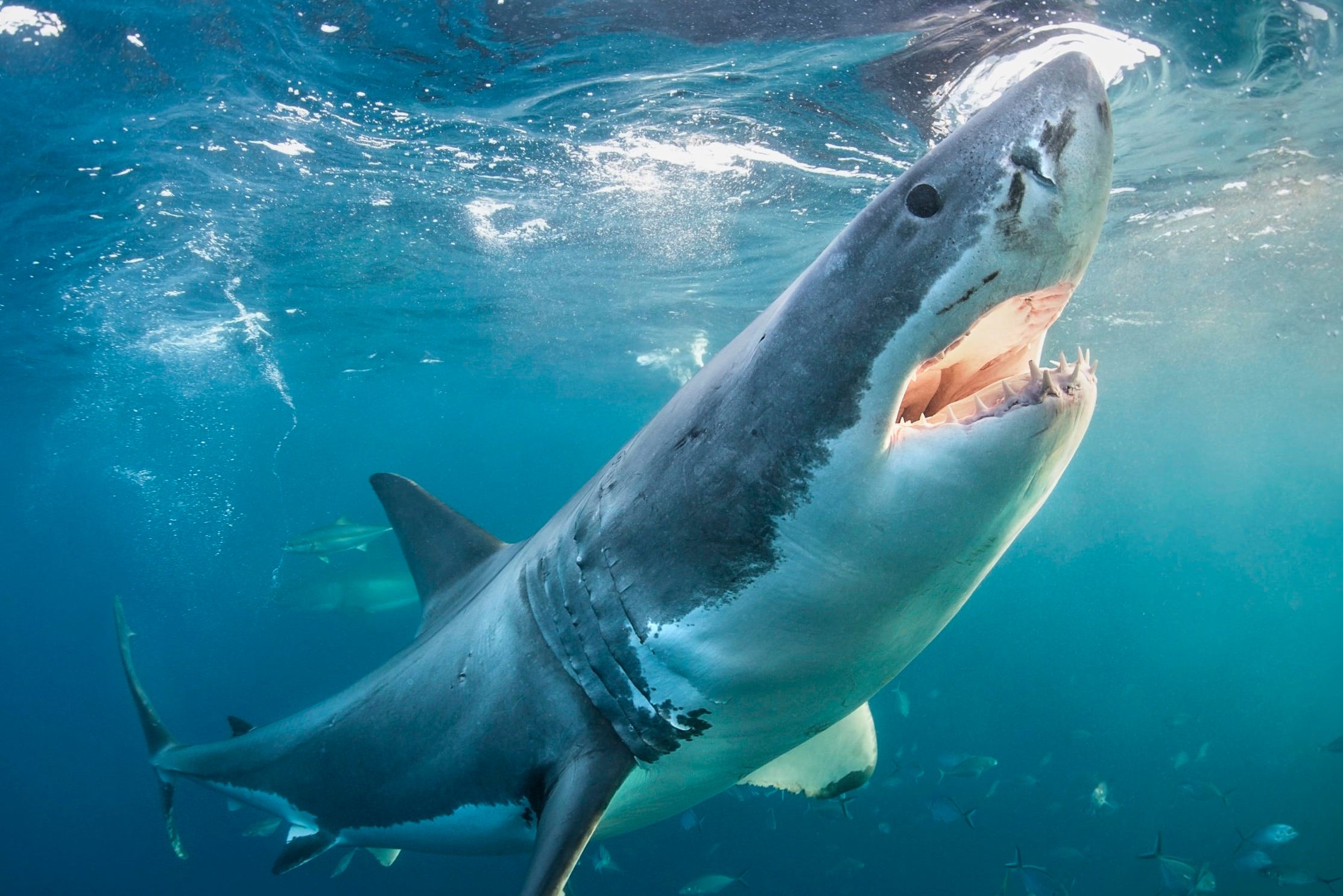 Great white shark with open jaws