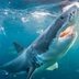 13 Things You Didnâ€™t Know About Shark Attacks