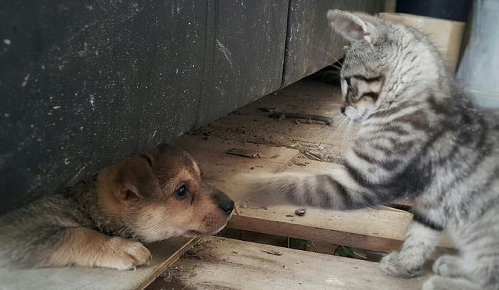 Playful Kitting With Puppy