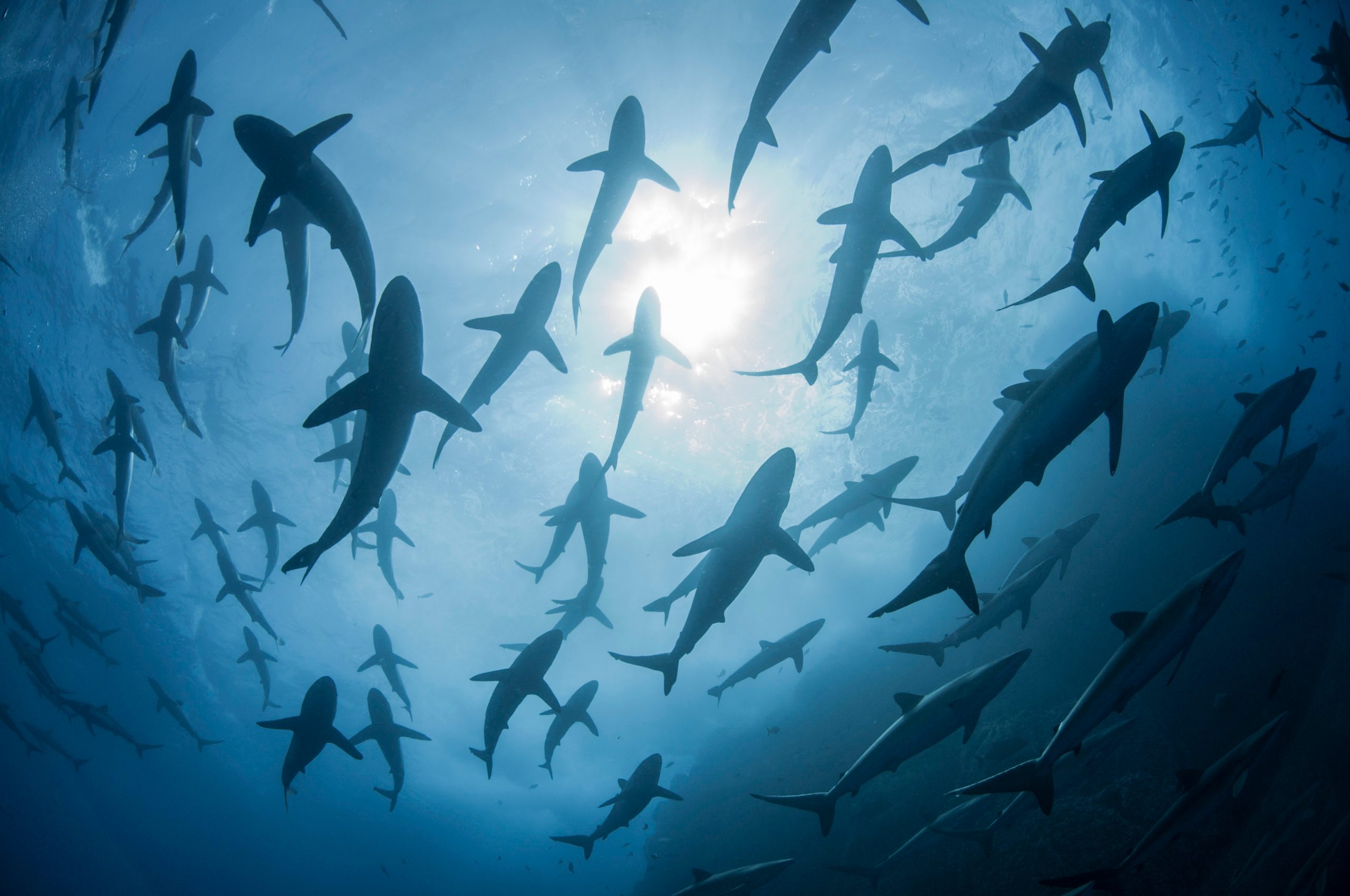 Underwater silhouetted view of silky sharks gathering in spring for mating rituals, Roca Partida, Revillagigedo, Mexico