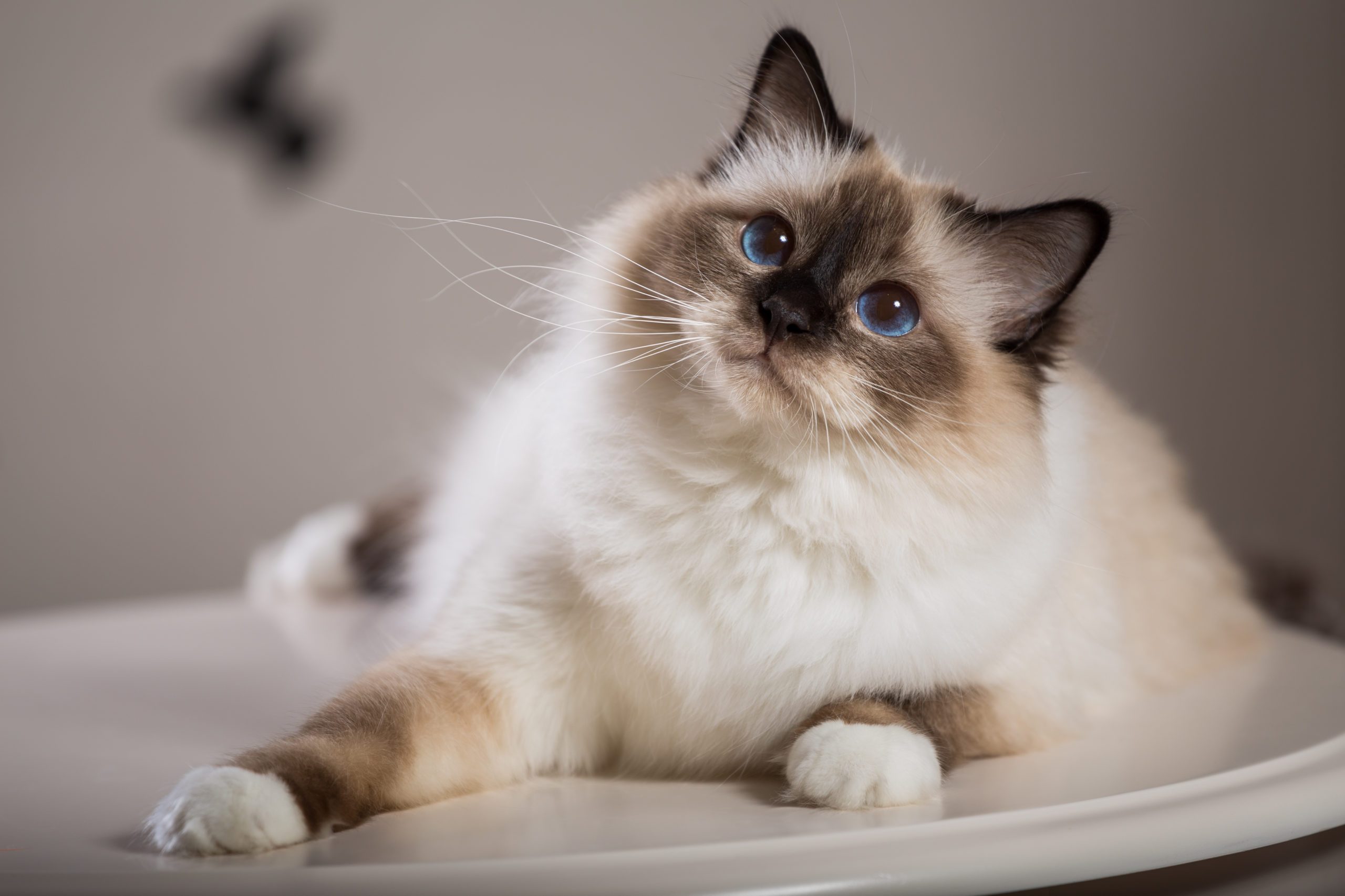 sacred birma cat in interior