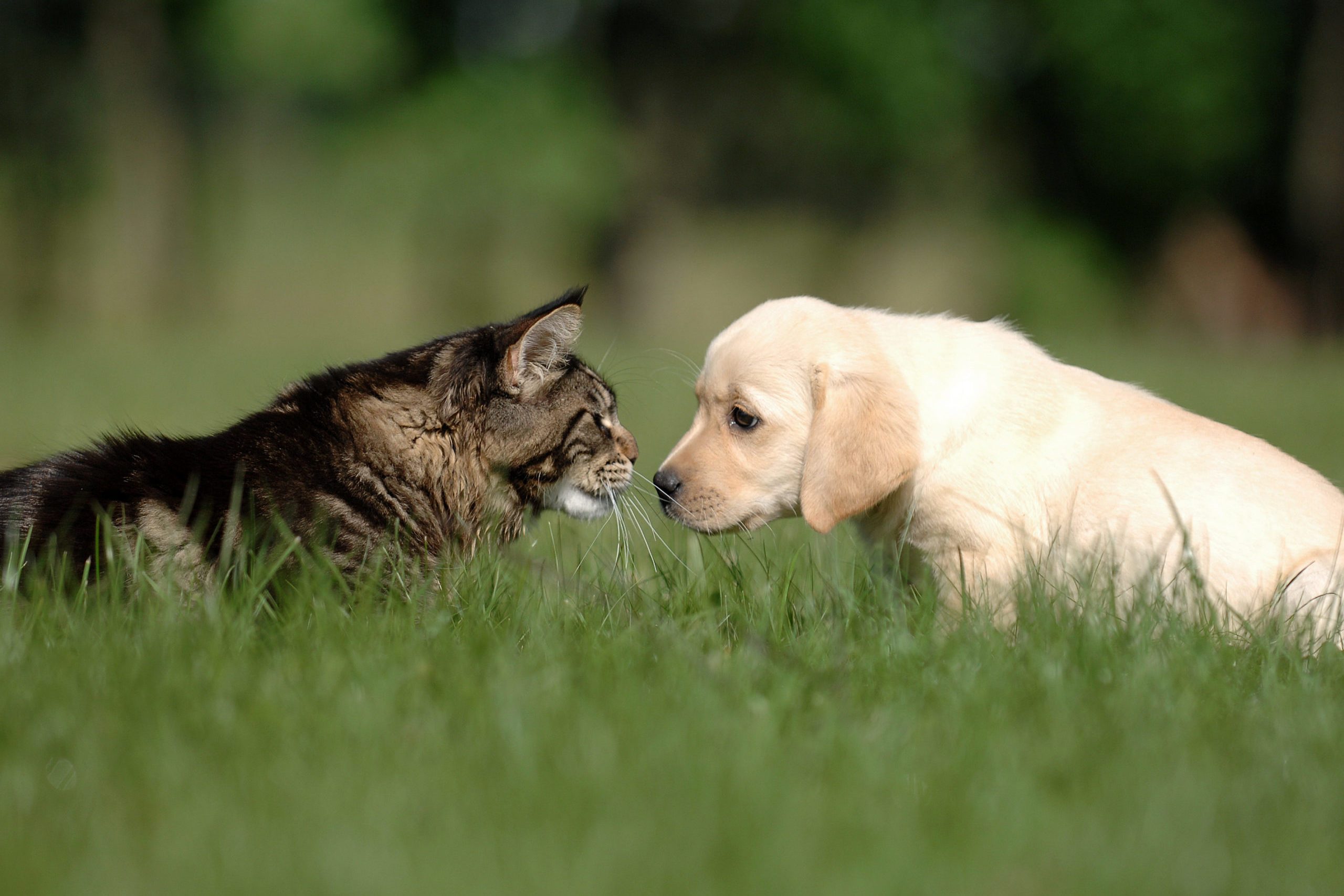 cat and dog friendship