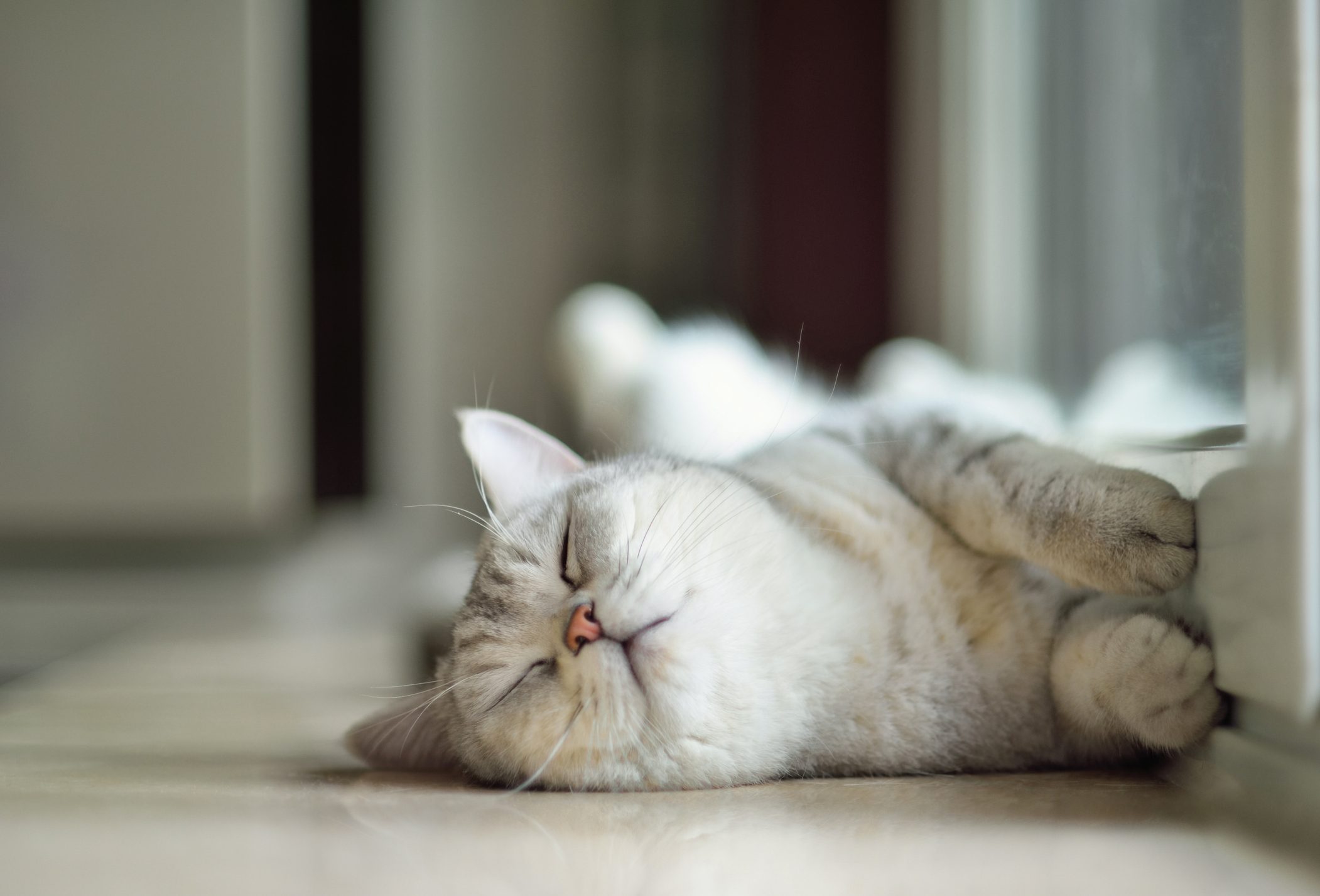 Cat sleeping on ground