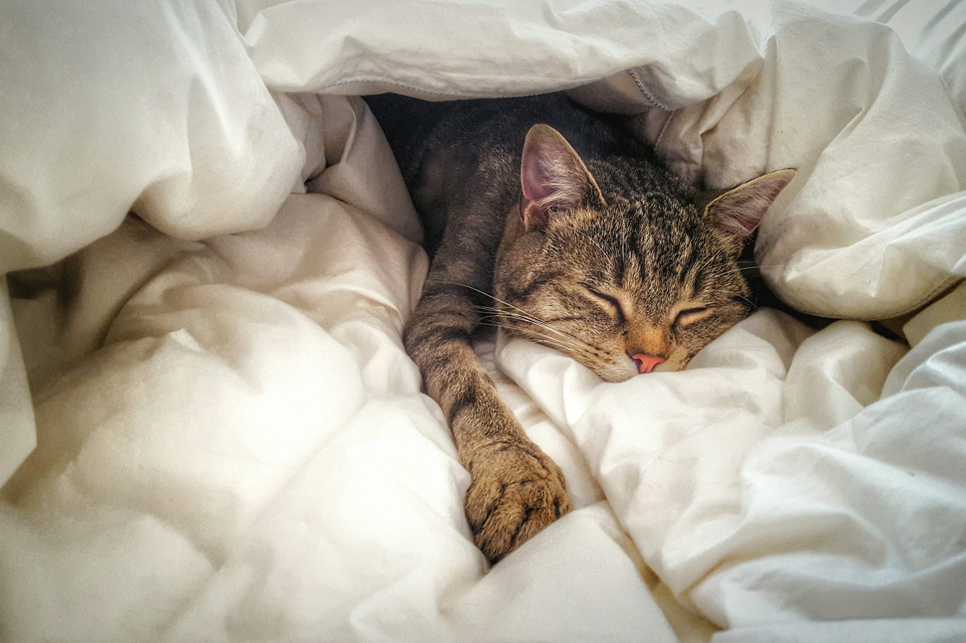 High Angle View Of Cat Sleeping On Bed At Home